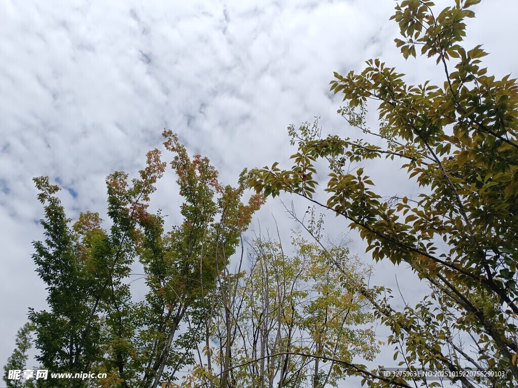 仰视秋日林间斑驳天空