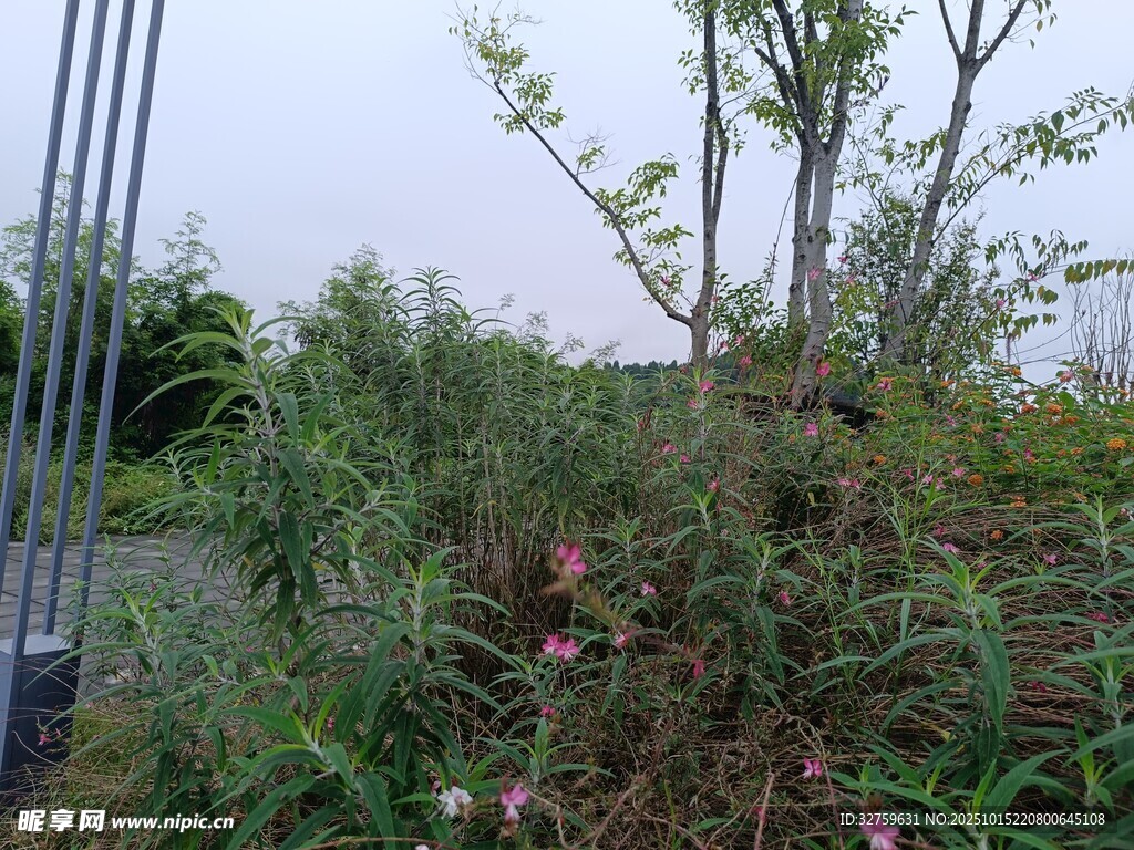 户外绿植与围栏景观