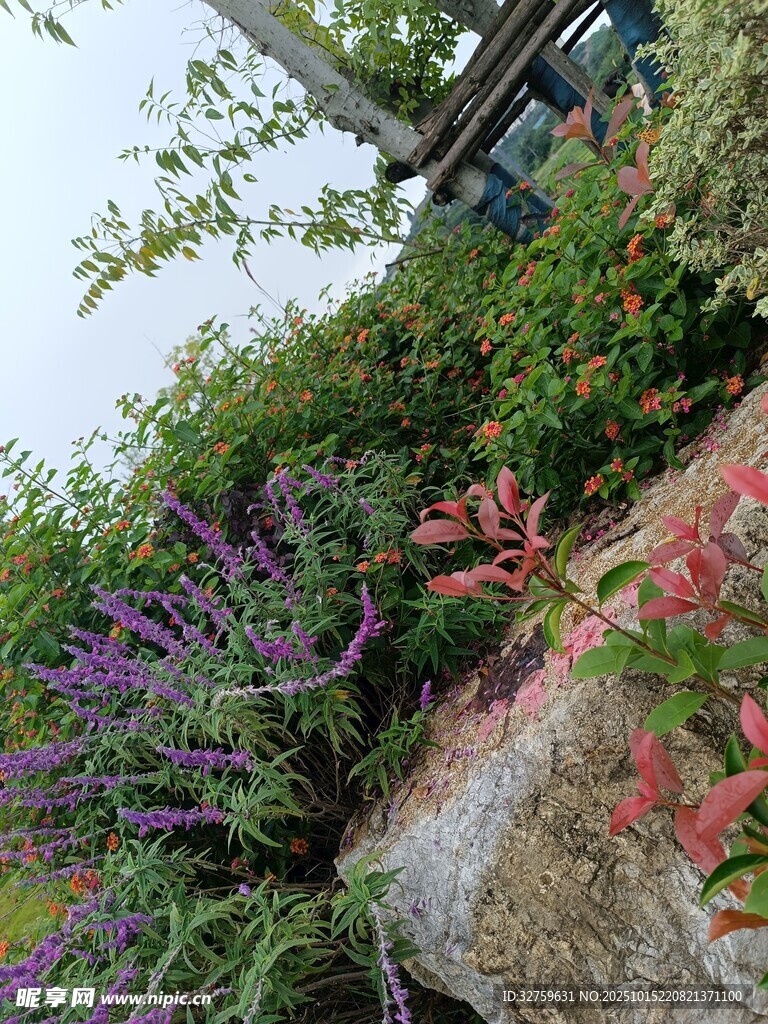 多彩花卉装点户外景致