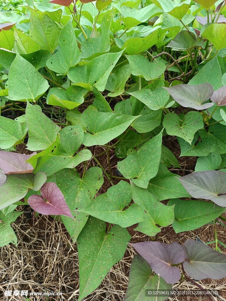 绿叶繁茂的红薯植株