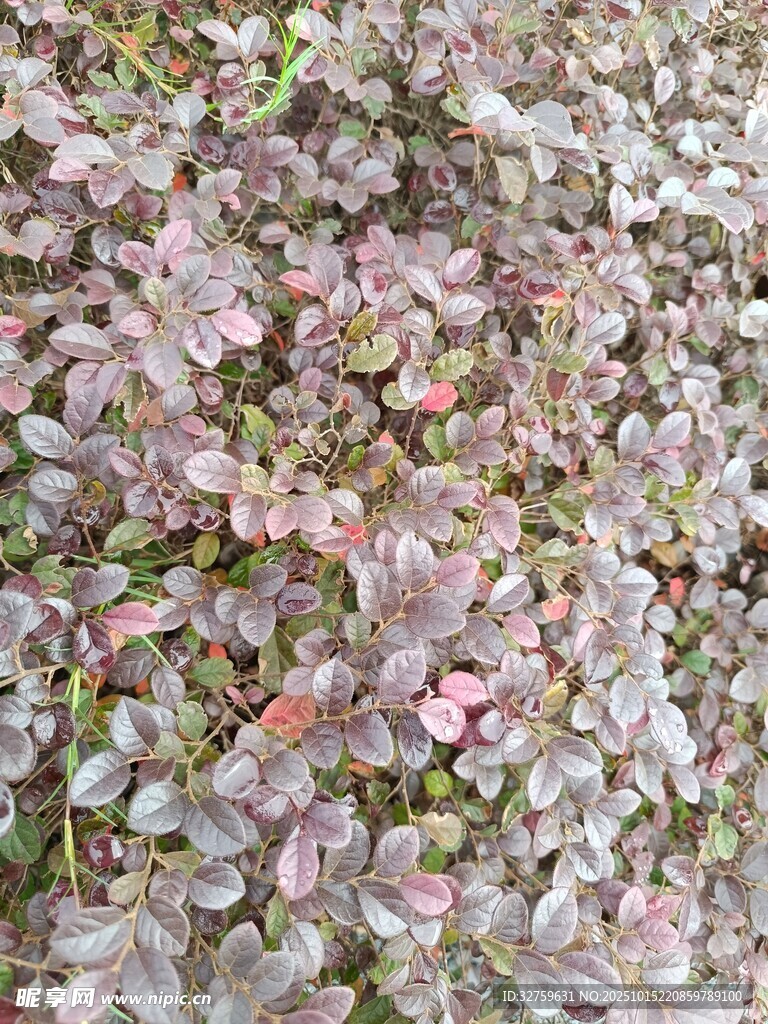 粉色叶片植物特写