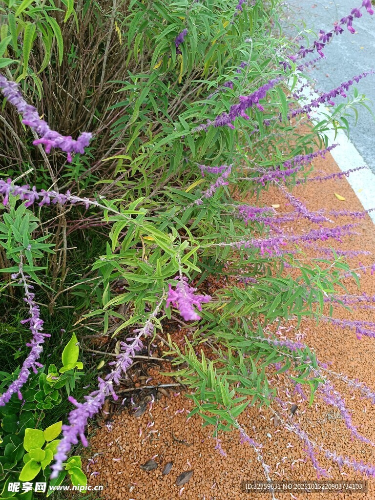 紫色穗状花草特写