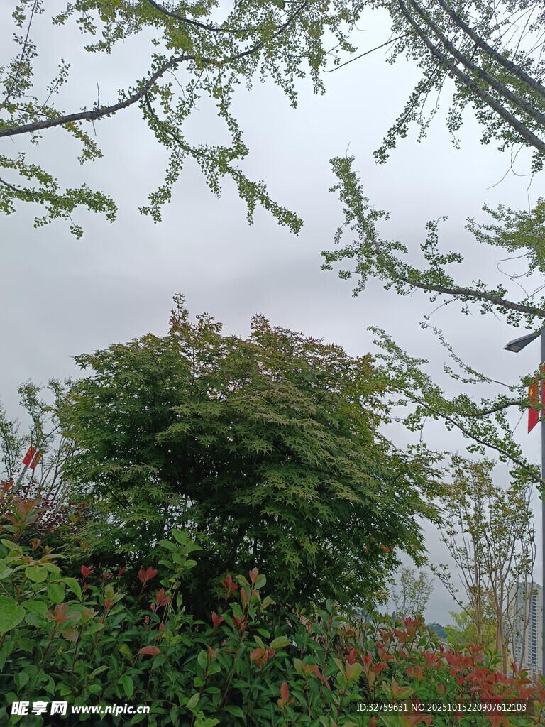 春日繁茂绿植景致