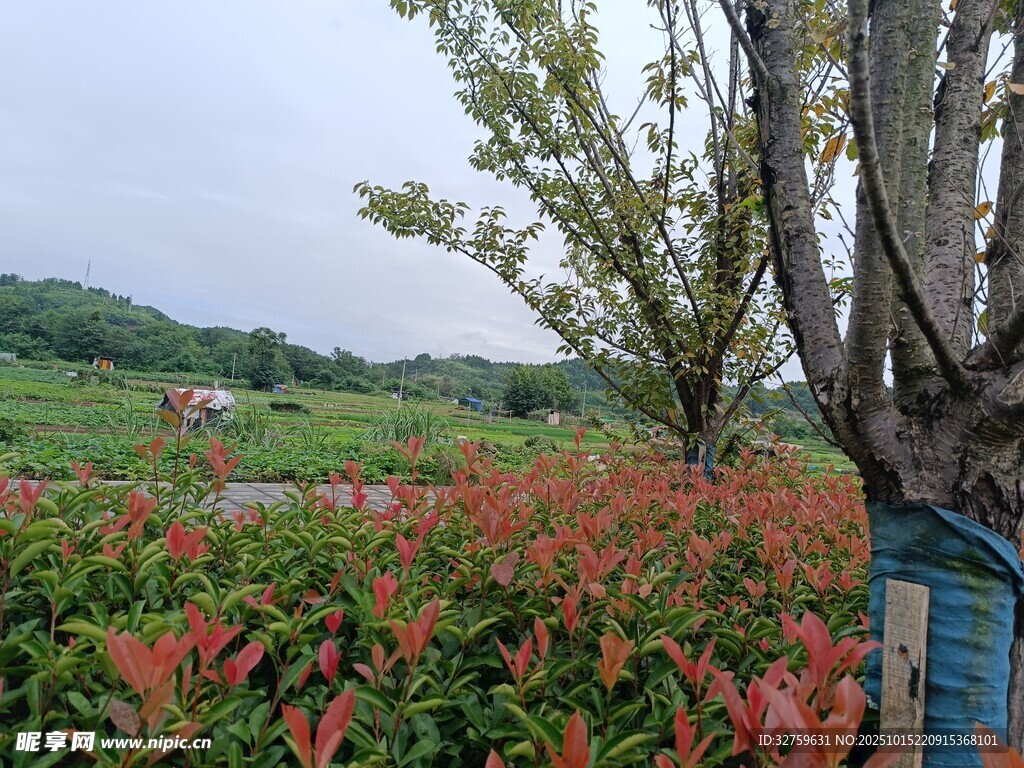 田园花卉景观