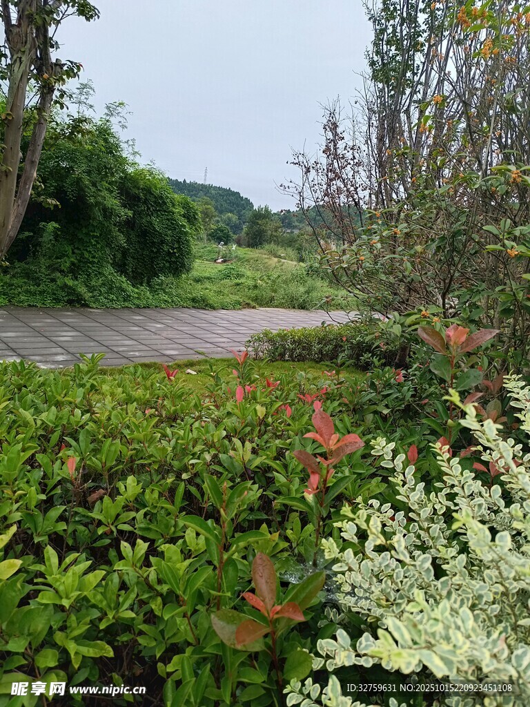 自然园林景观中的多彩植物