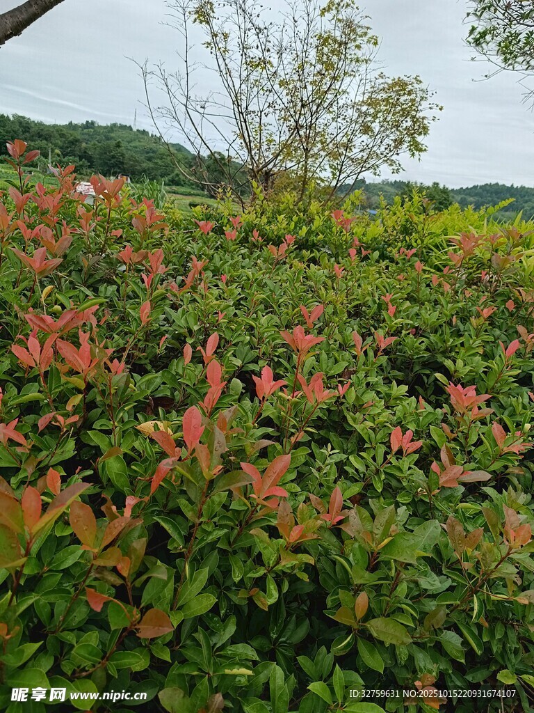 秋日斑斓绿植景观