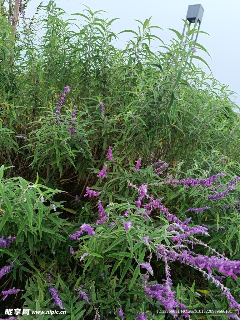 紫色花丛中的绿色植物