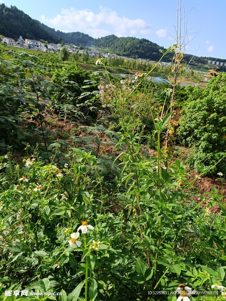 田园绿植景观
