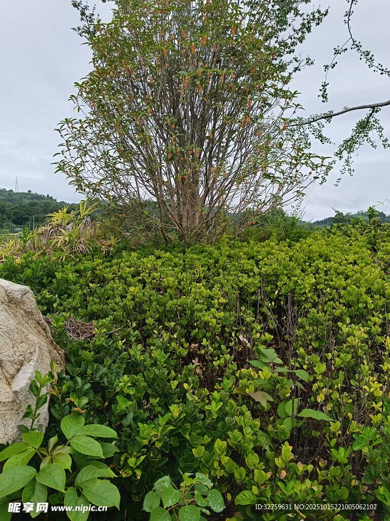 绿意盎然的野外植物景观