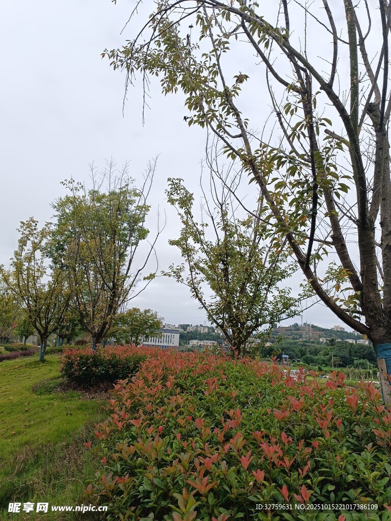 户外花草树木风景图