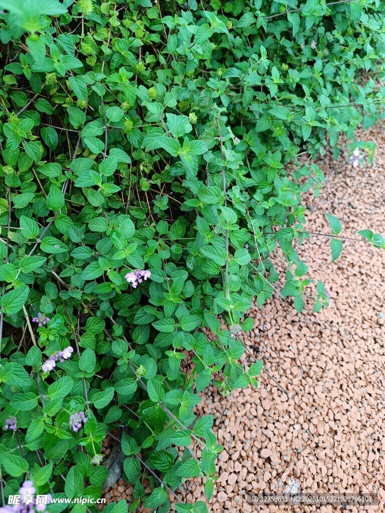 绿叶植物与碎石小径景观
