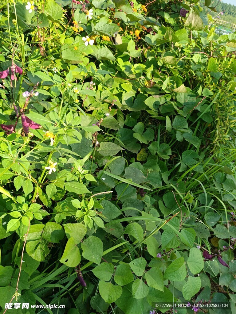 绿意盎然的繁茂植物景观