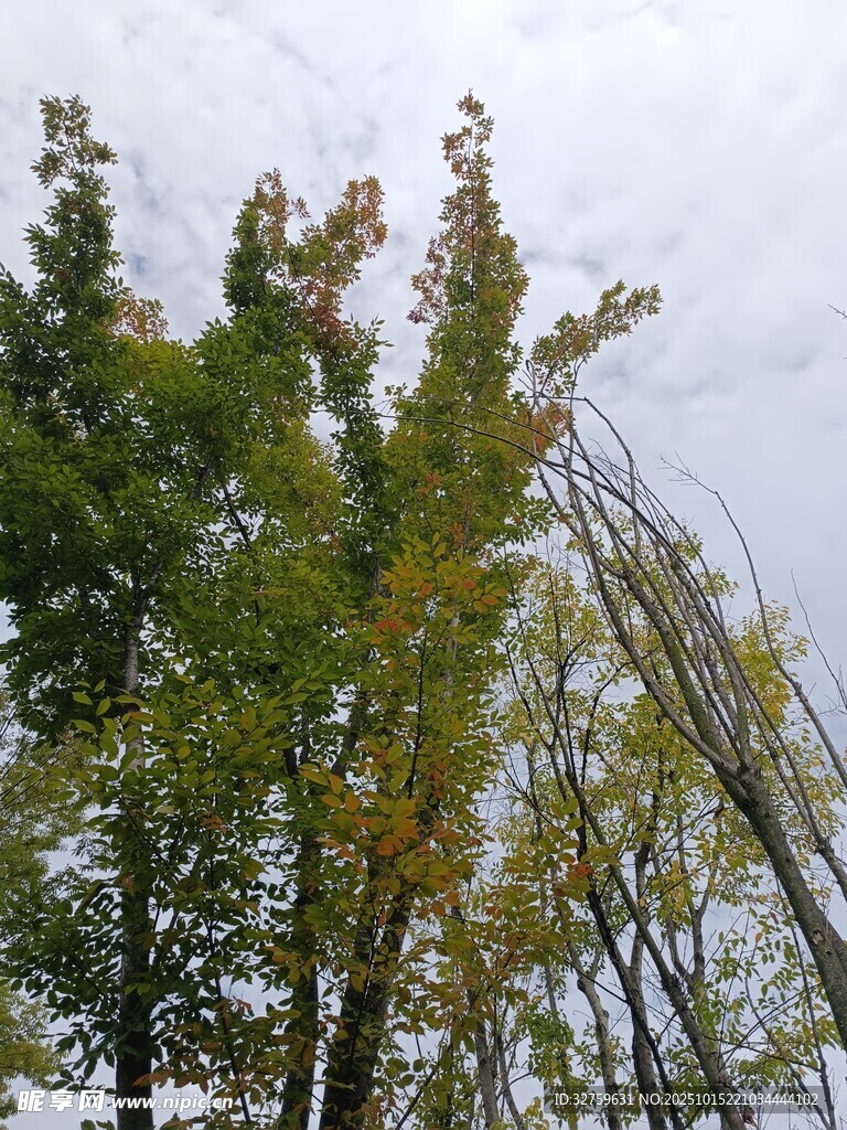 秋日树林中的多彩树木