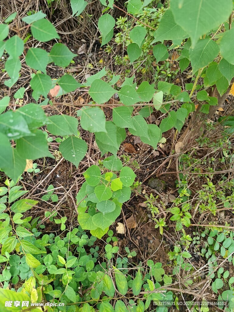 地面繁茂绿植景象