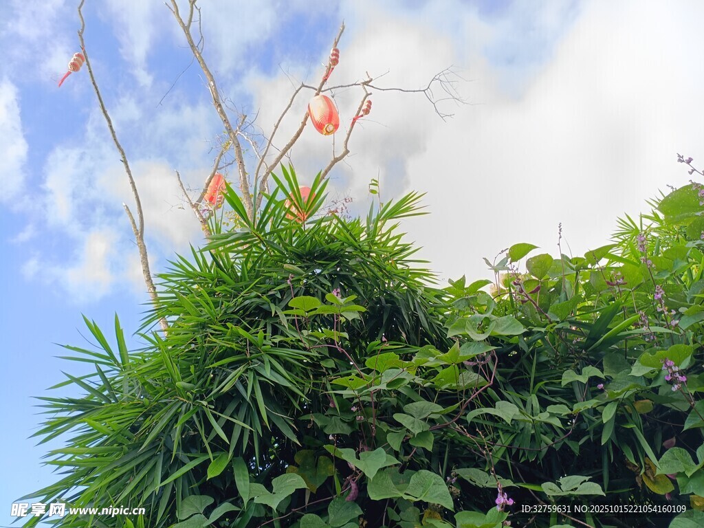 蓝天绿叶间的艳丽花朵