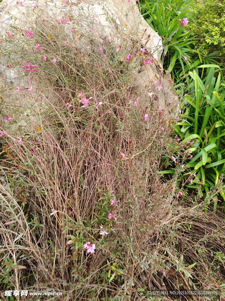 粉紫色草丛植物特写