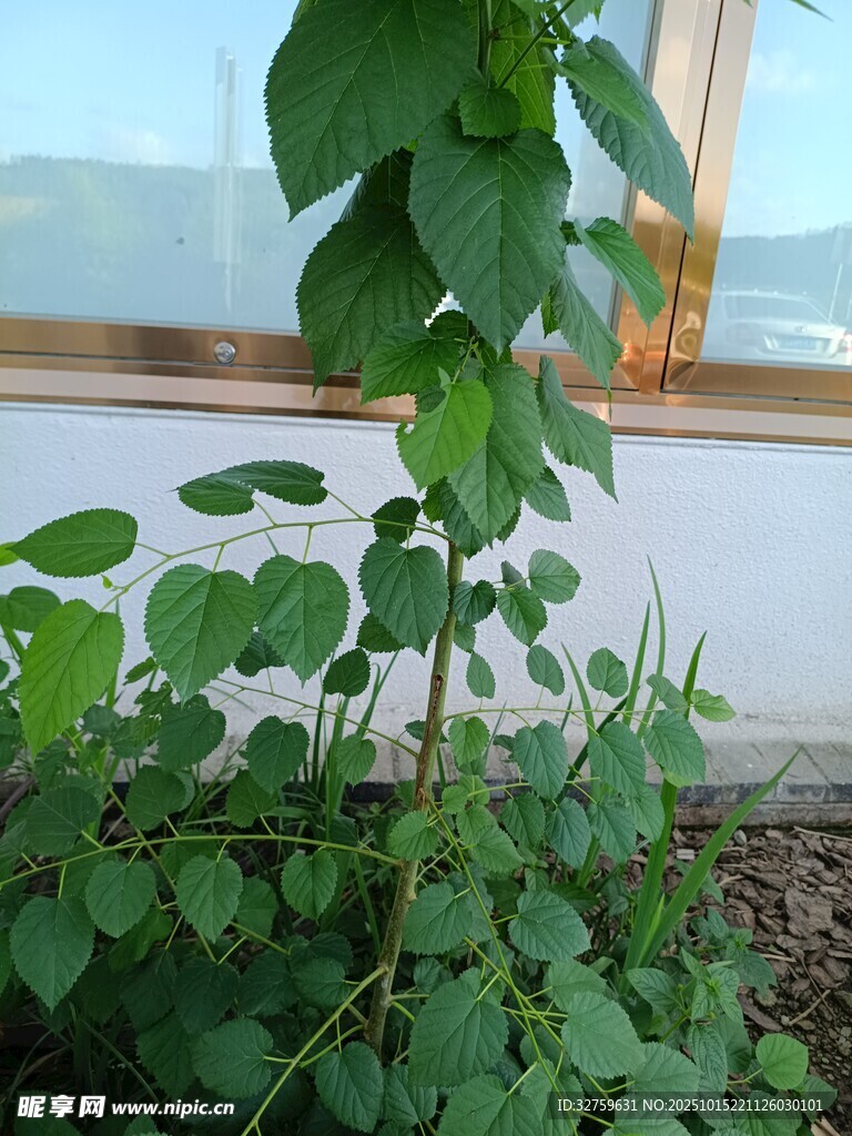 窗边绿植生机盎然