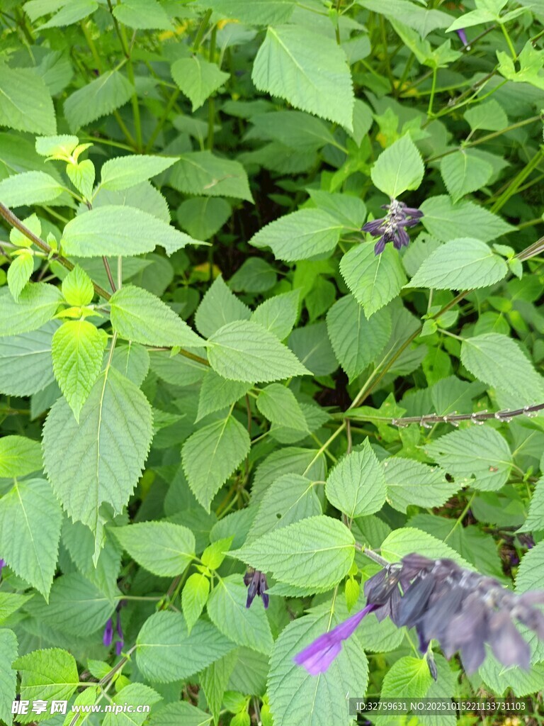 绿叶繁茂的植物景象