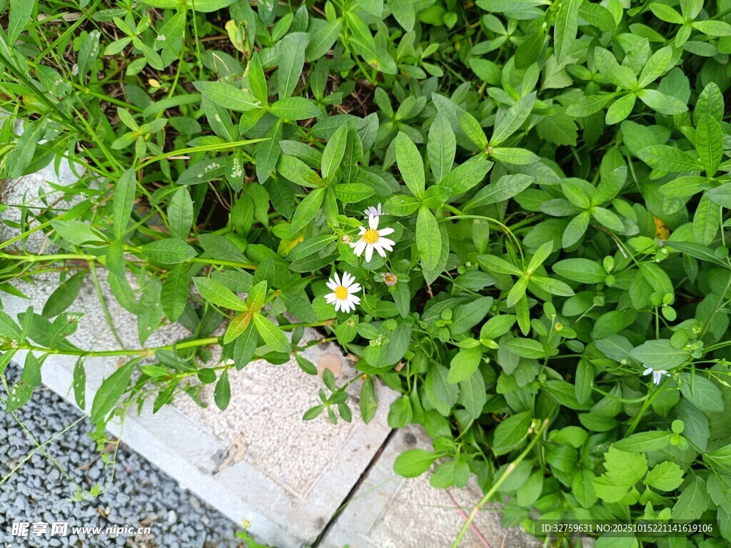 石缝间的白色小花与绿植