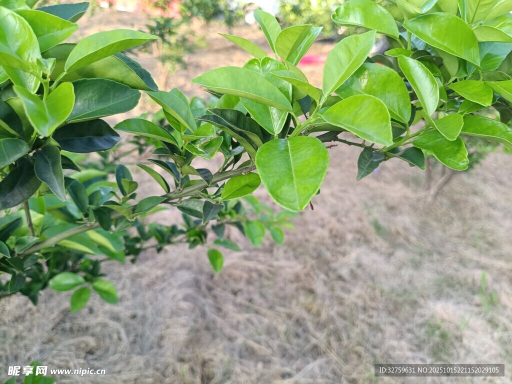 翠绿繁茂的植物枝叶