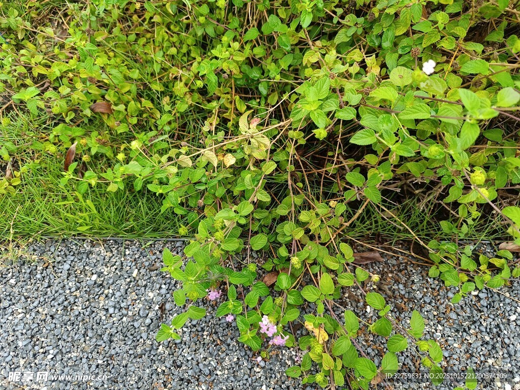 路边的绿色繁茂植物