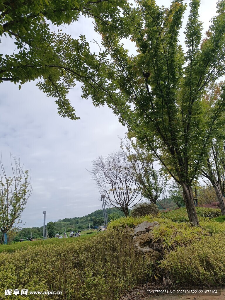 绿意盎然的户外园林景致