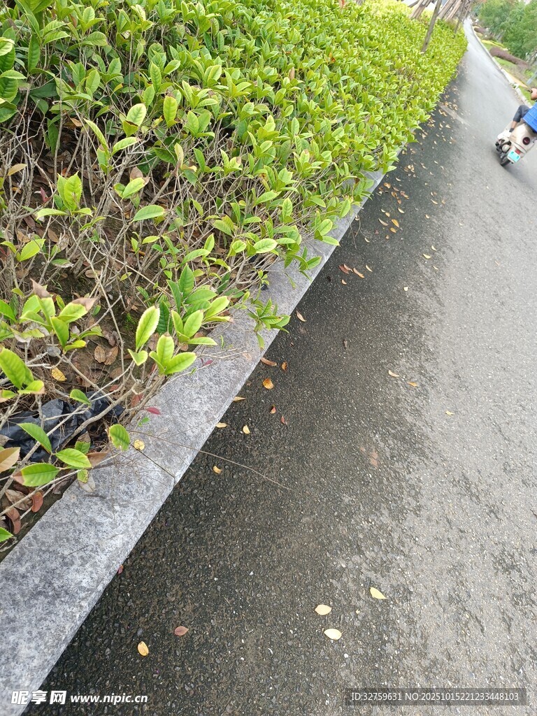 路边绿植景观