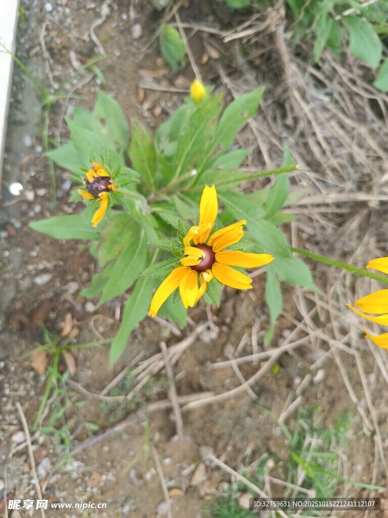 野外绽放的黄色黑心菊