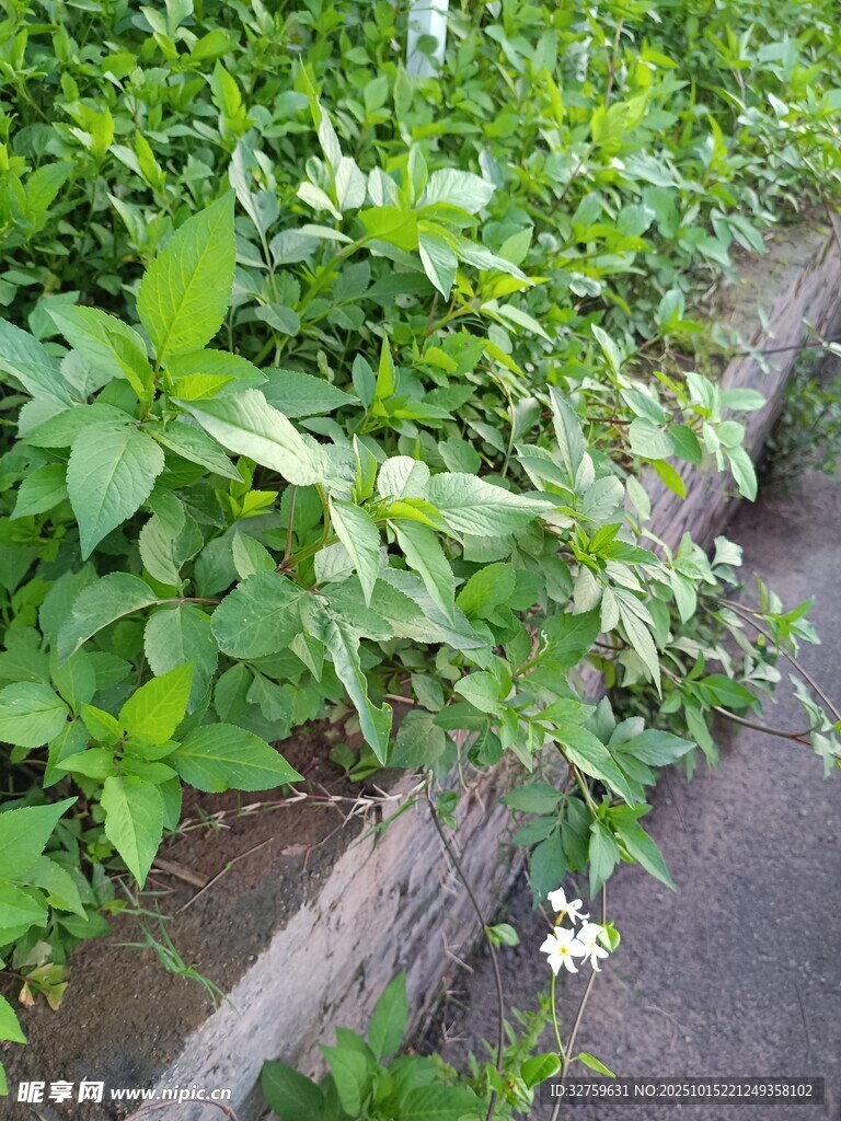 墙边繁茂绿植与白花绽放
