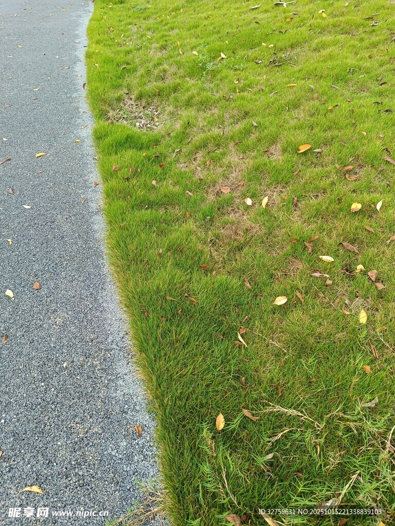 路边翠绿草地
