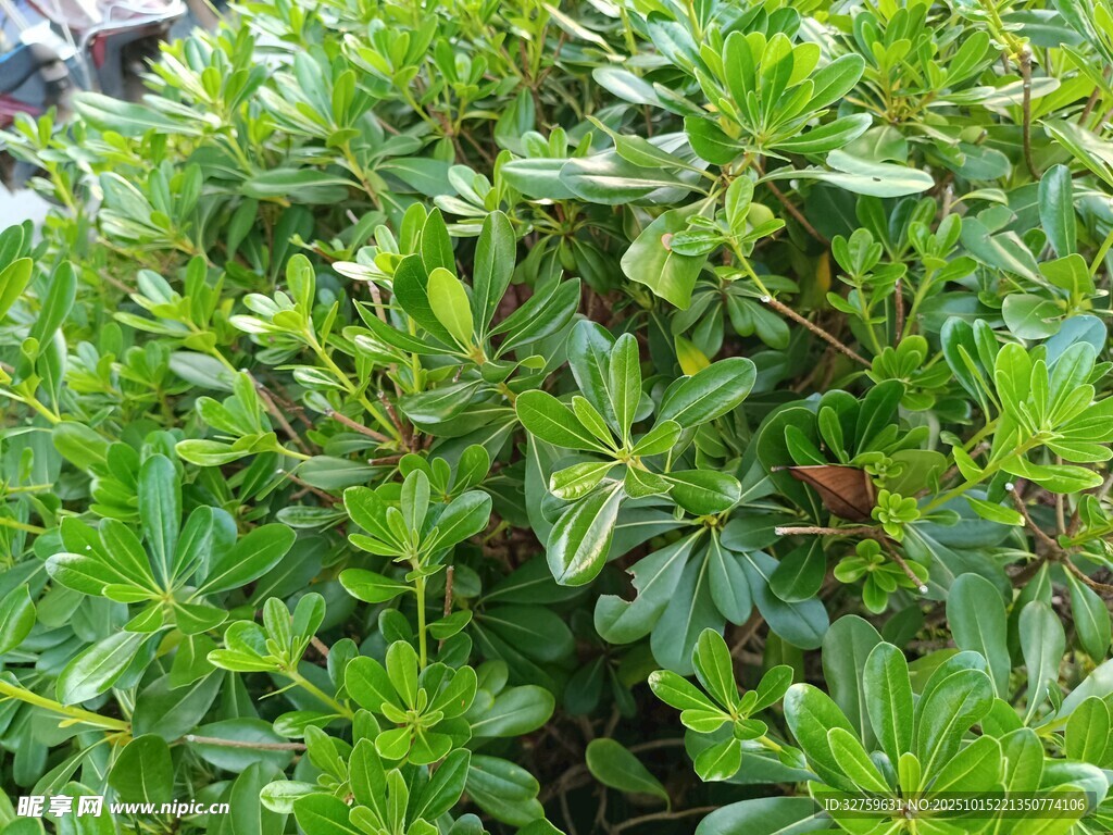 翠绿繁茂的灌木丛