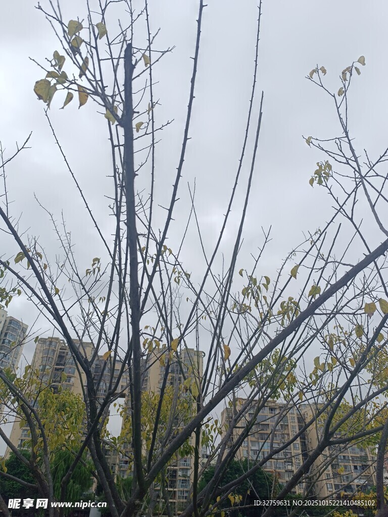 光秃树枝与背景建筑景象