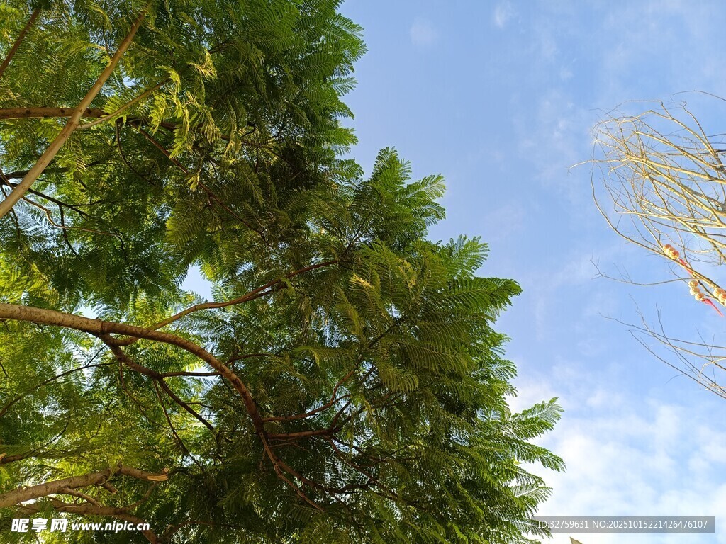 蓝天绿树风景