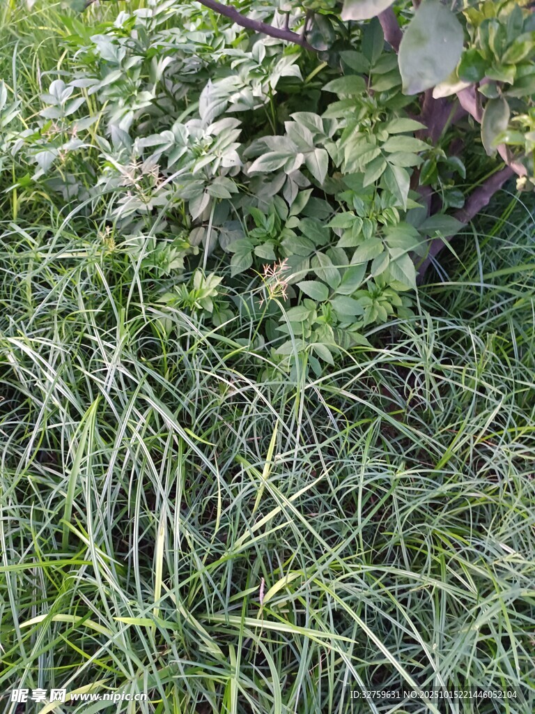 草丛中的多样绿色植物