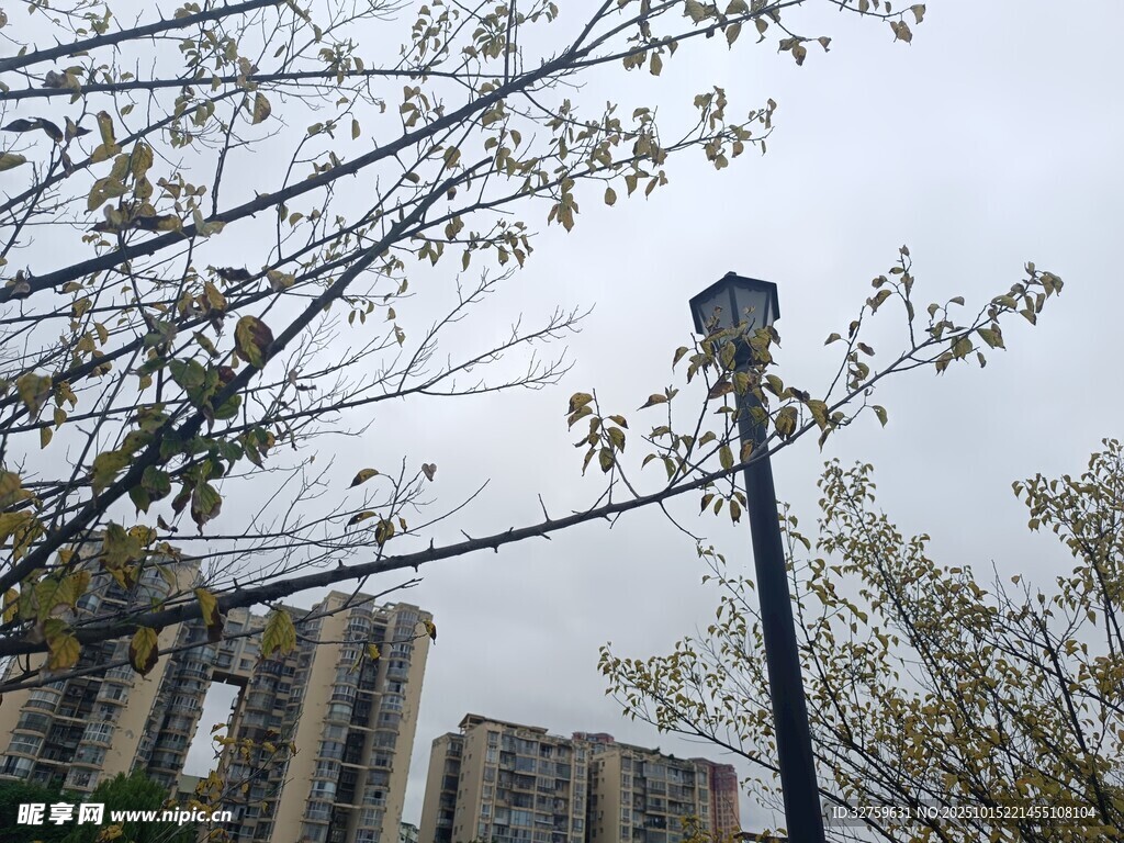 城市路灯与林立高楼景象