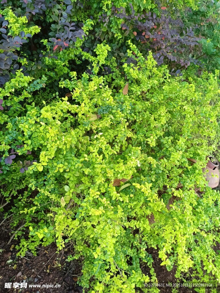 翠绿丛生植物生机勃勃