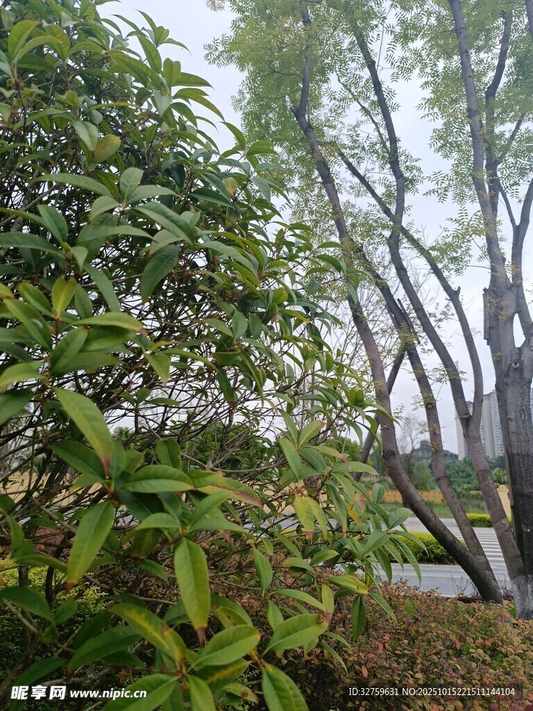 林间绿植与弯曲树木景观