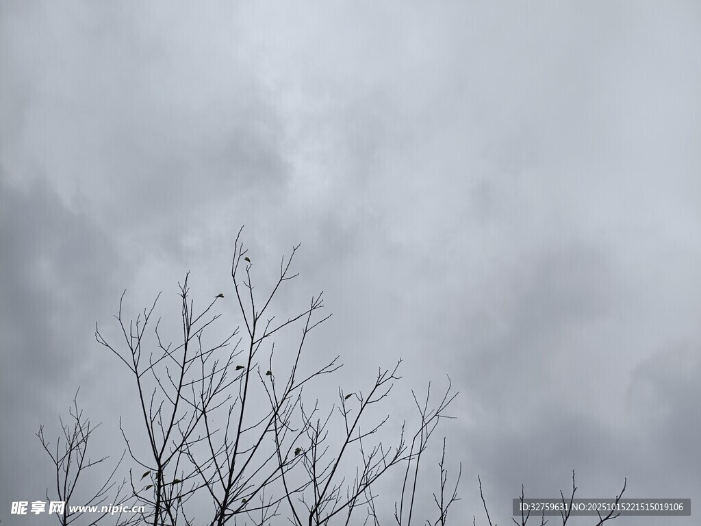 阴天枯树景象