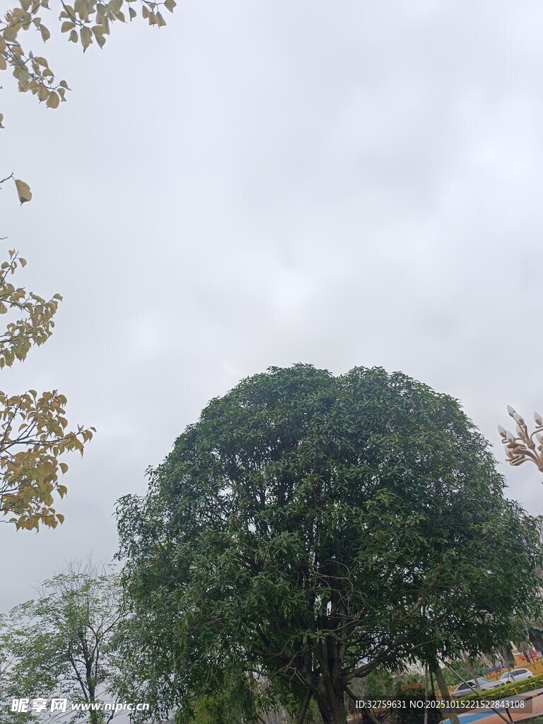 阴天中的葱郁树木
