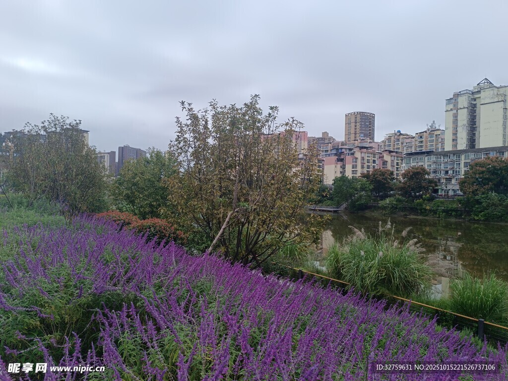 城市边的紫色浪漫花田