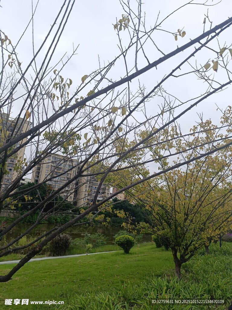 春日繁花树枝与电线交织