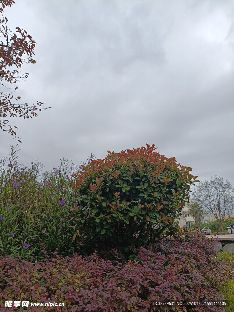 多彩灌木景观