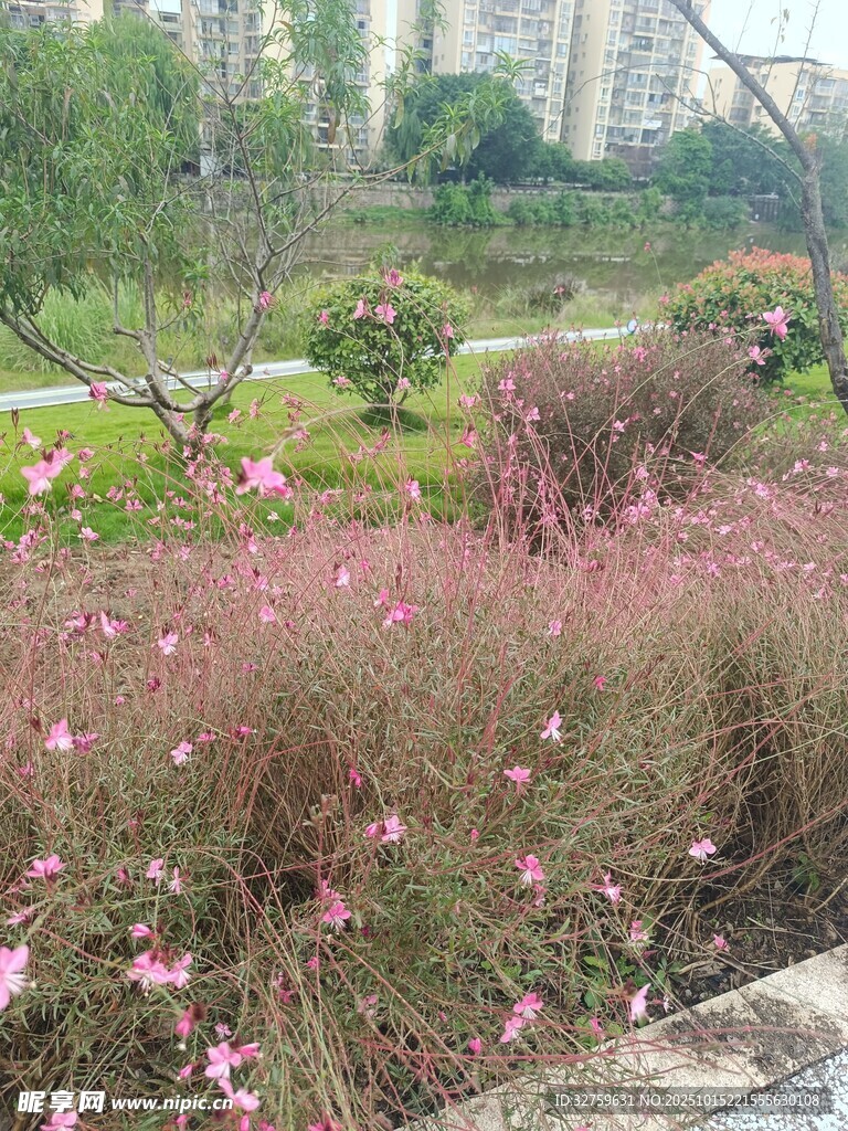 公园烂漫花丛景观
