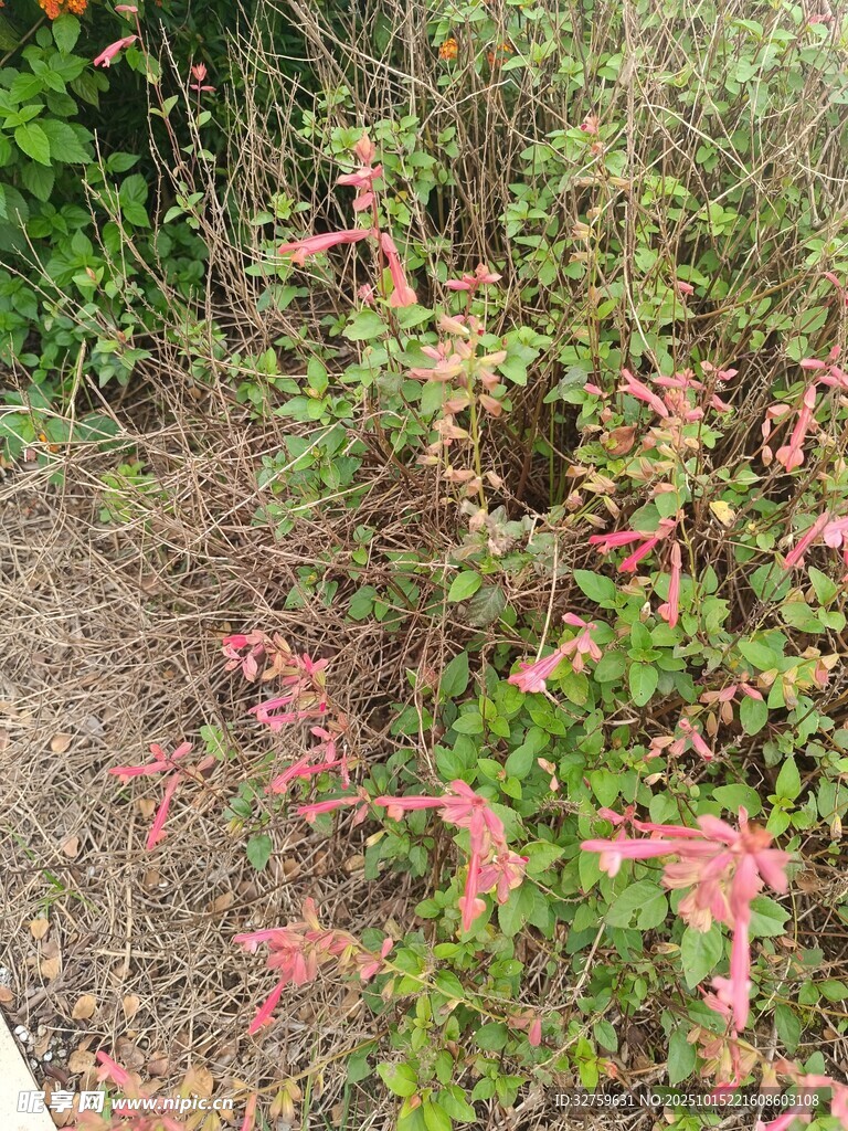 地面上的红色植物景观