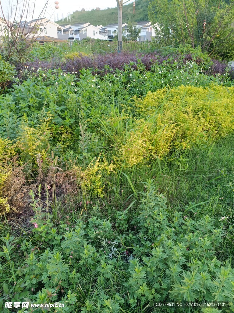 野外多彩繁茂植物景观