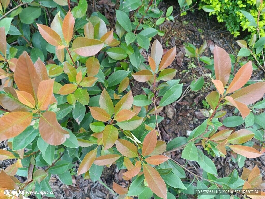 多彩叶片植物景观