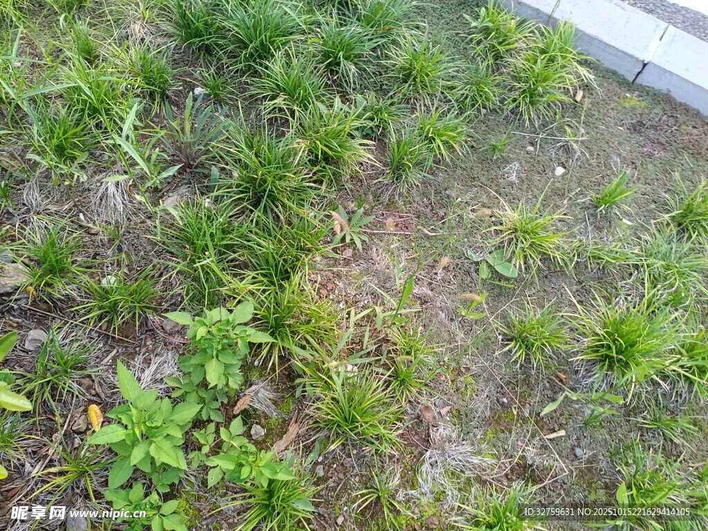 地面绿植景观