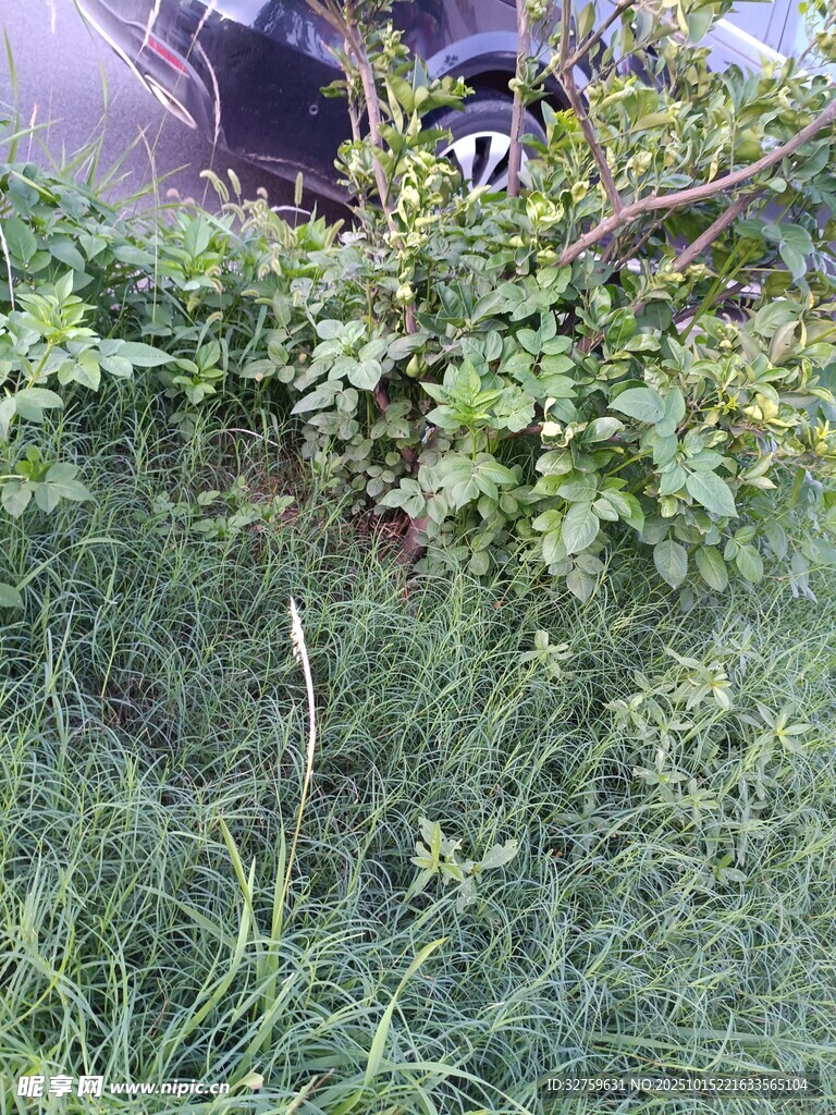 草丛中的绿植景象