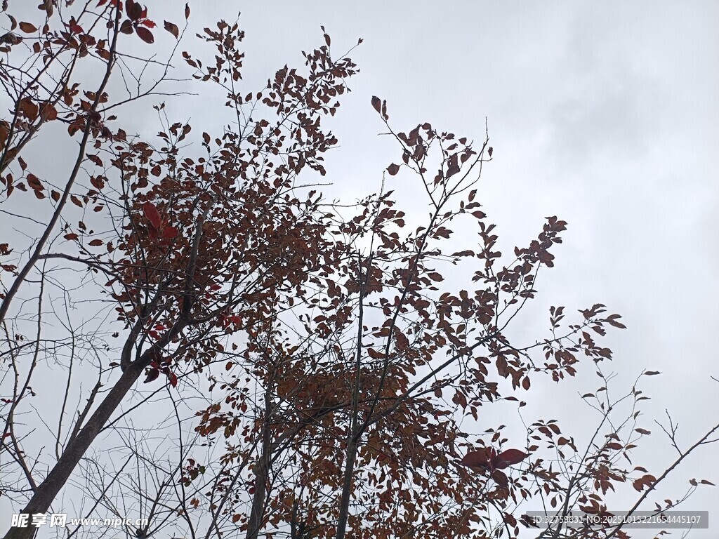 秋日枝头 