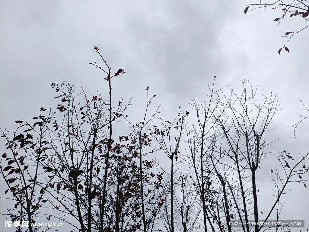 冬日枯树与阴沉天空